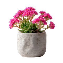 Pink flowering succulent plant in textured gray pot isolated on transparent background