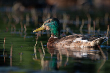 Duck on Water at Sunset, Austria