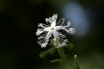 ヘビウリの花