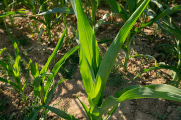 Green corn plants growing thriving with rural production in an organic environment. This image...