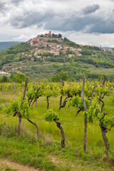 Motovun hilltop town with vineyard landscape in Croatia.