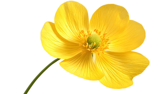 Bright yellow buttercup flower with green center isolated on transparent background