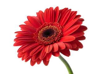 a stylized abstract geometric sunburst with dark and yellow rays isolated on white background.