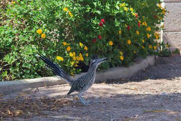 Greater Roadrunner bird seen in a residential backyard, Arizona