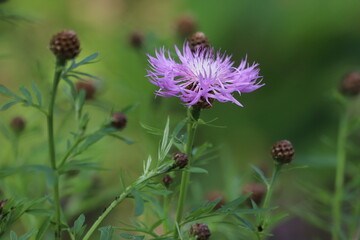 Purple flowers of Centaurea pulcherrima, Psephellus pulcherrimus, close up.