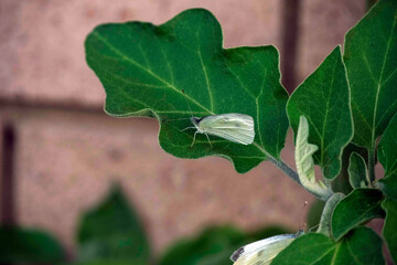 Cabbage White Butterfly (Pieris rapae)