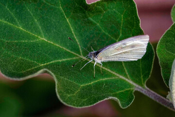 Cabbage White Butterfly (Pieris rapae)