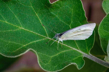 Cabbage White Butterfly (Pieris rapae)
