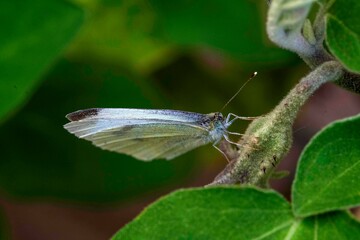 Cabbage White Butterfly (Pieris rapae)