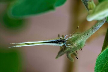 Cabbage White Butterfly (Pieris rapae)