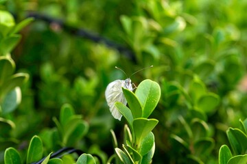 Cabbage White Butterfly (Pieris rapae)
