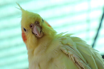 Close-Up Profile of a Vibrant Yellow Cockatiel with Orange Cheeks. Bright yellow cockatiel portrait...