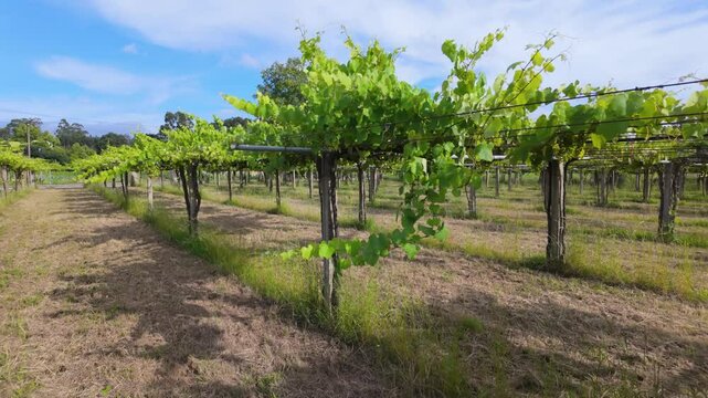 Rows of vibrant albari&ntilde;o grapevines thrive under the summer sun in a picturesque vineyard in el saln&eacute;s, cambados, spain, promising a bountiful harvest