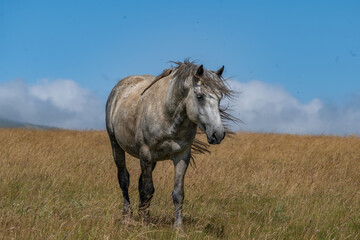 Fototapeta premium Grey wild horse walking through tall summer grass in Bosnia