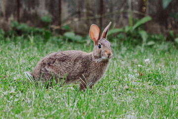 Eastern Cottontail Rabbit in Green Grass Backyard Setting