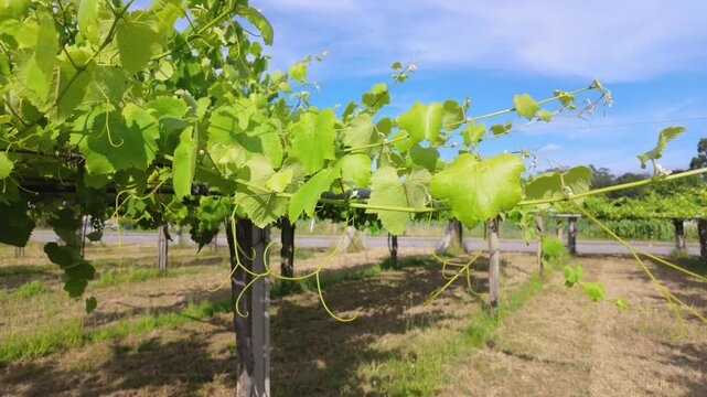Rows of vibrant albari&ntilde;o grapevines thrive under the summer sun in a picturesque vineyard in el saln&eacute;s, cambados, spain, promising a bountiful harvest