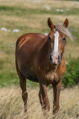 Obraz premium Chestnut wild horse with white blaze standing in summer field