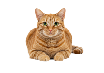 An orange tabby domestic shorthair cat with vibrant emerald green eyes, lying calmly on a transparent background, looking at viewer with an alert, inquisitive expression, concept of pet companionship