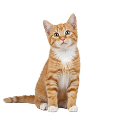 Obraz premium Young ginger tabby cat with bright green eyes and white fur on its chest and muzzle, sitting upright, head tilted attentively on a pristine plain transparent background with no shadows, studio