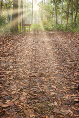 Sunlit hiking trail at Crooked River State Park, Georgia.