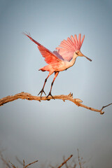 Roseate Spoonbill taken on Jekyll Island, Georgia.
