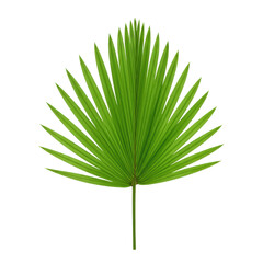 A single, pristine, vibrant green fan palm leaf with symmetrical radial veins and a waxy surface, isolated on a plain white background with a top-down view in shadowless studio lighting, conveying