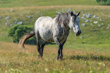Grey wild horse walking through summer meadow in Livno, Bosnia