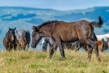 Dark brown wild foal walking on grassy hill in Livno, Bosnia