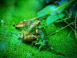 Frog in a garden pond