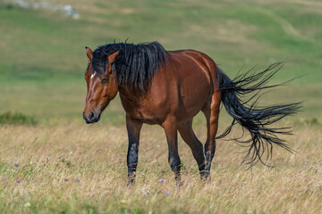 Obraz premium Wild brown horse walking in meadow near Cincar mountain, Livno