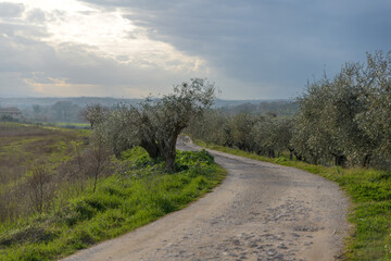 Country road lined with olive trees in Umbria, Italy, under a cloudy sky, typical rural landscape...
