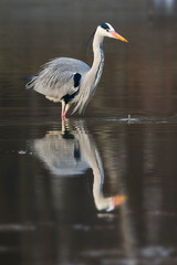 grey heron