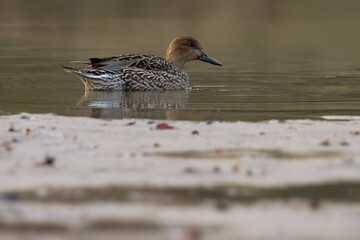 northern pintail