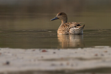 northern pintail