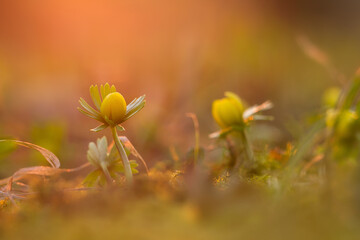 crocuses and winter aconites on a meadow
