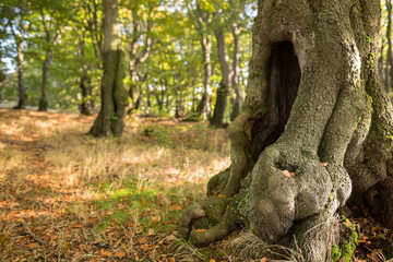 Autumnal beech forest in Czech Republic