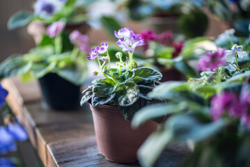 Potted pansies variety in plant nursery for flower sales, colorful blooms arranged for customer...