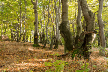 Autumnal beech forest in Czech Republic