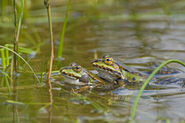 Two Frogs