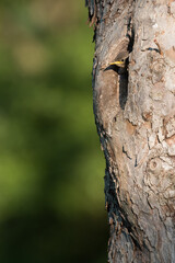 young starling looking out of the nest in an old fruit tree