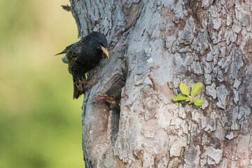 Common starling (Sturnus vulgaris) next to nest hole in an old fruit tree with chick looking out of the nest