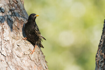 Common starling (Sturnus vulagris) sitting on an old branch of a fruit tree