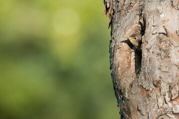 young starling looking out of the nest in an old fruit tree