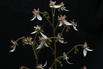 黒背景のユキノシタの花