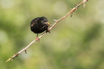 Common starling witz food