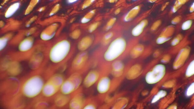 Microscopic view reveals intricate cellular structures under magnification