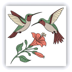 Giant Hummingbird, Patagona Gigas, golden brown bird in flight with a long beak next to pink flowers.