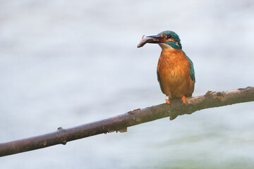 kingfisher with a catched fish on a branch
