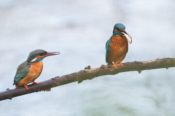 kingfisher with a catched fish on a branch