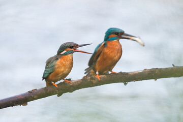 kingfisher with a catched fish on a branch